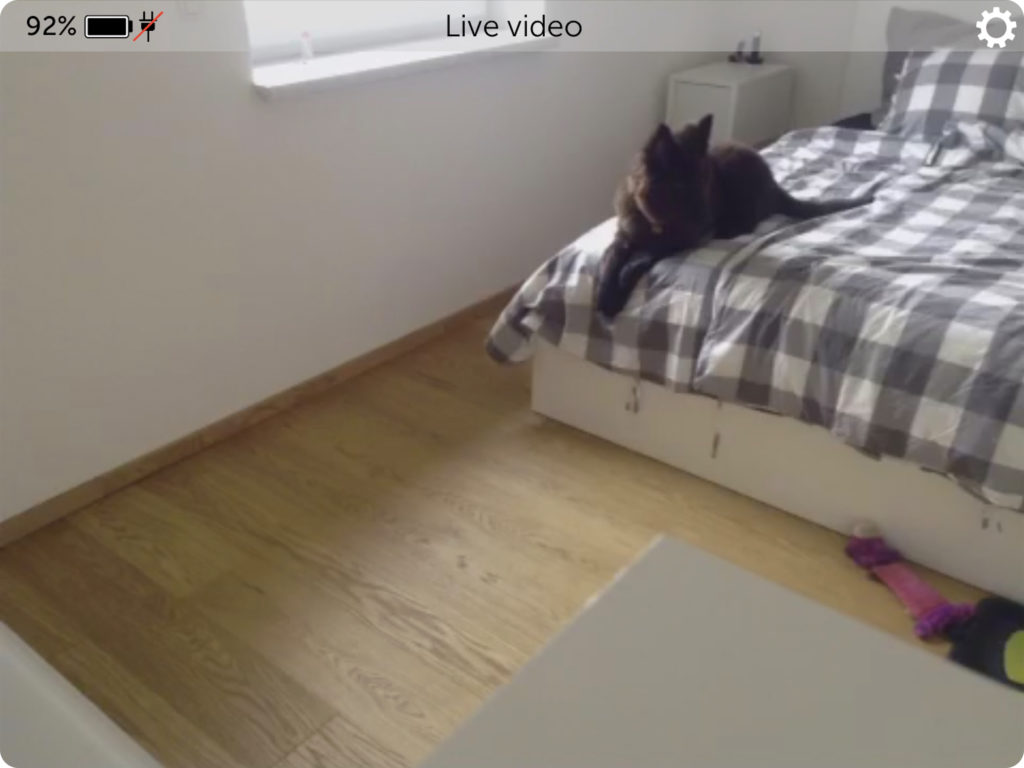 Our pup on our bed – Manything Dog Monitoring App Screenshot